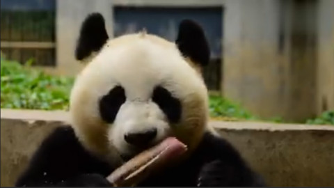 大熊猫吃竹笋视频,活生生看饿了!!!